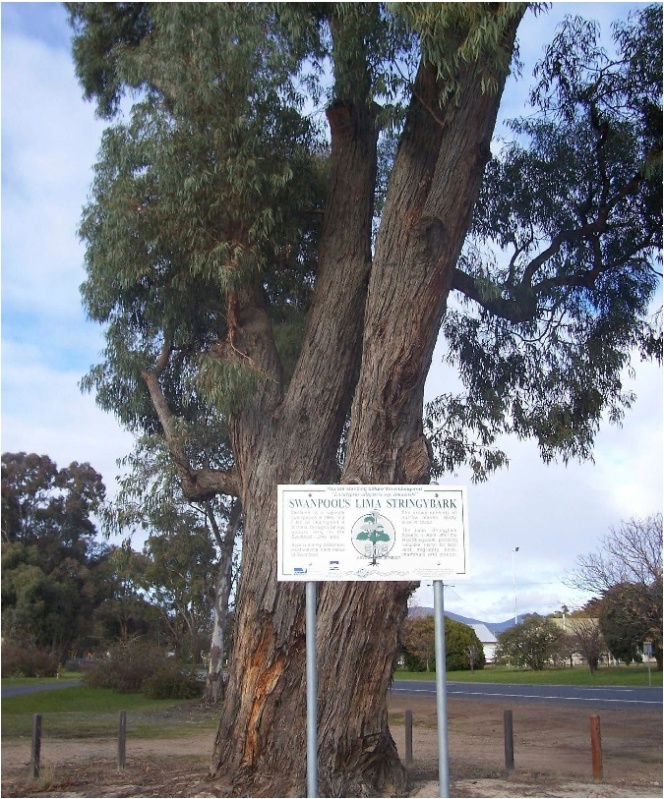 Lima Strinybark (Eucalyptus alligatrix subsp. limaensis), image Janice Mentiplay-Smith
