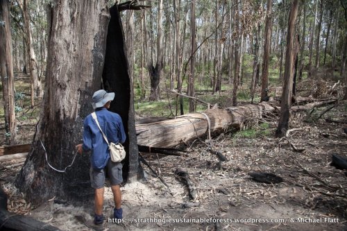 This Blue Gum, one of the largest trees measured at 1.7 m dbh, killed & felled by the burn.